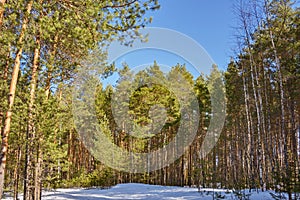 Pine trees on a snowy road in the forest lit by the bright sun under a blue sky.