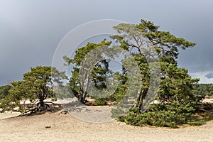 Pine trees in the Soester Duinen, Utrecht, The Netherlands photo