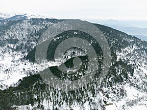 Pine trees with some snow on the hill at Odemis Golcuk province