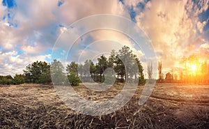 Pine trees in spring with blue sky and beautiful clouds at sunset