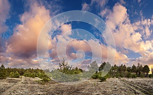 Pine trees in spring with blue sky and beautiful clouds at sunset