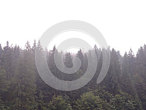 Pine trees Spruce in bad weather with fog Forest in dark rain day Forested mountain slope Misty landscape concept Foggy view