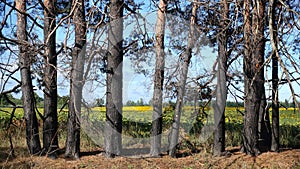 Pine trees standing against the background of a field of sunflowers and a blue sky