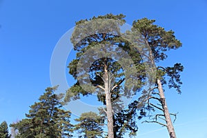 pine trees in the summer against a blue sky and clouds