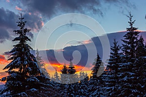 Pine trees and sunset sky