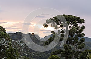 Pine trees at sunset in southeastern mountains in Brazil