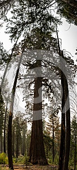 Pine Trees Surround Youndh Sequoia Tree Pano