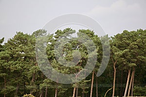 Pine trees at Sutton Hoo