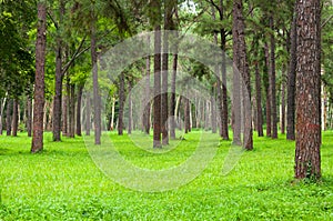 Pine trees, tall green trunks,Beautiful Pine trees and green grass