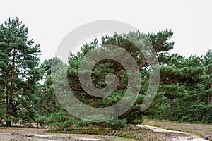 Pine trees and trails in nature reserve Fischbeker heath.