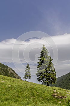 Pine trees tree on the edge of slope against the sky in Carpathian Mountains