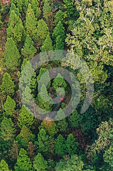 Pine trees in triangle shapes with long stairway to the top of mountain that view from Sun Moon Lake Ropeway in Yuchi Township.