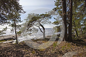 Pine trees twisted by the winds on the sea coast