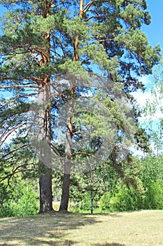 pine trees - two sisters with branches against the blue sky in russia