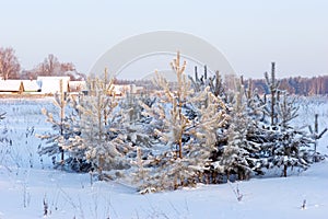 Pine-trees under snow