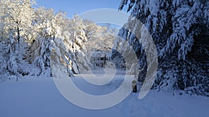 Pine trees under snow burden after storm in New England