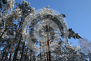Pine trees under the snow