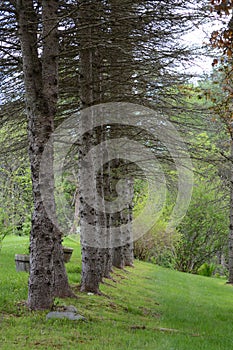 Pine Trees in Vermont