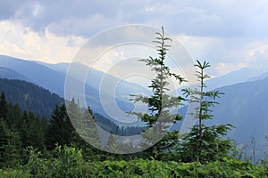 Pine trees and a view to the mountains in Austria. photo