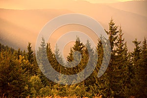 Pino alberi Caldo il sole la luce un nebbioso colline 