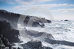 Pine trees, waves and sandstone cliff at Shore Acre State park