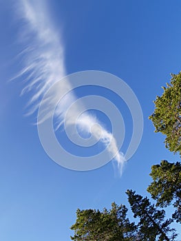 Pine trees and white cloud on blue sky