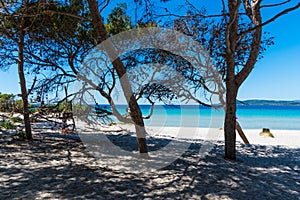 Pine trees and white sand in Maria Pia beach photo