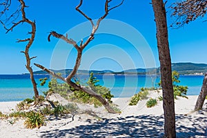 Pine trees and white sand in Maria Pia beach photo