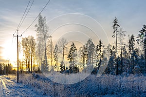 Pine trees in winter by a country road at sunset