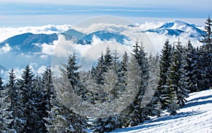 Pine trees in winter mountains