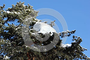 Pine trees in the winter. Snow.