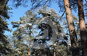 Pine trees in the winter. Snow.