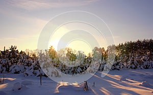 Pine trees in the winter. Snow.