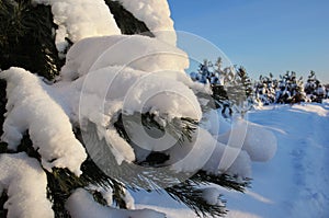 Pine trees in the winter. Snow.