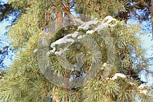 Pine trees in the winter. Snow.