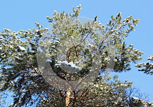 Pine trees in the winter. Snow.