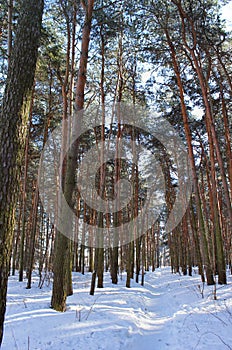 Pine trees in the winter. Snow.