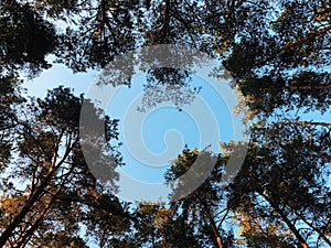 Pine treet look from above. Sky and hear shape. Copy space