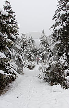 Pine tress in winter