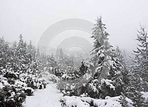 Pine tress in winter