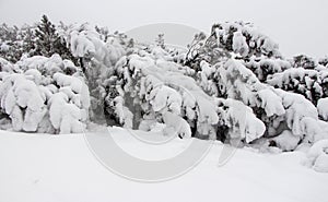 Pine tress in winter