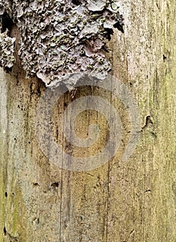 Pine trunk affected by bark beetle. The trunk is without bark. Fragment