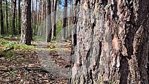 Pine trunk, bark close-up. Summer forest