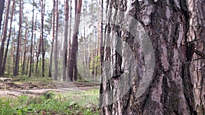 Pine trunk, bark close-up. Summer forest