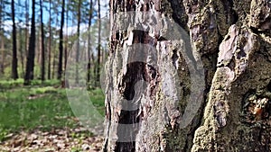 Pine trunk, bark close-up. Summer forest