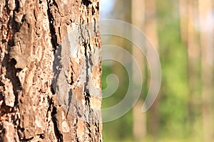 Pine trunk, bark close-up. Wood, details