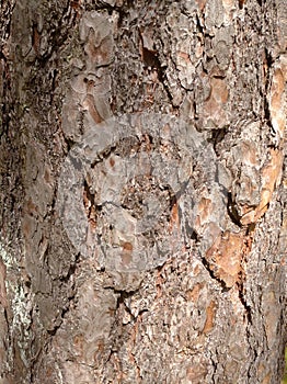 Pine trunk in close-up