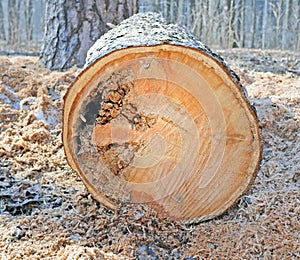 Pine trunk cross-section