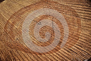 Pine trunk of a felled tree