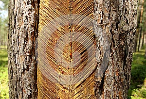 Pine trunk with incisions, resin collection Lithuania, Aukstaitija national park